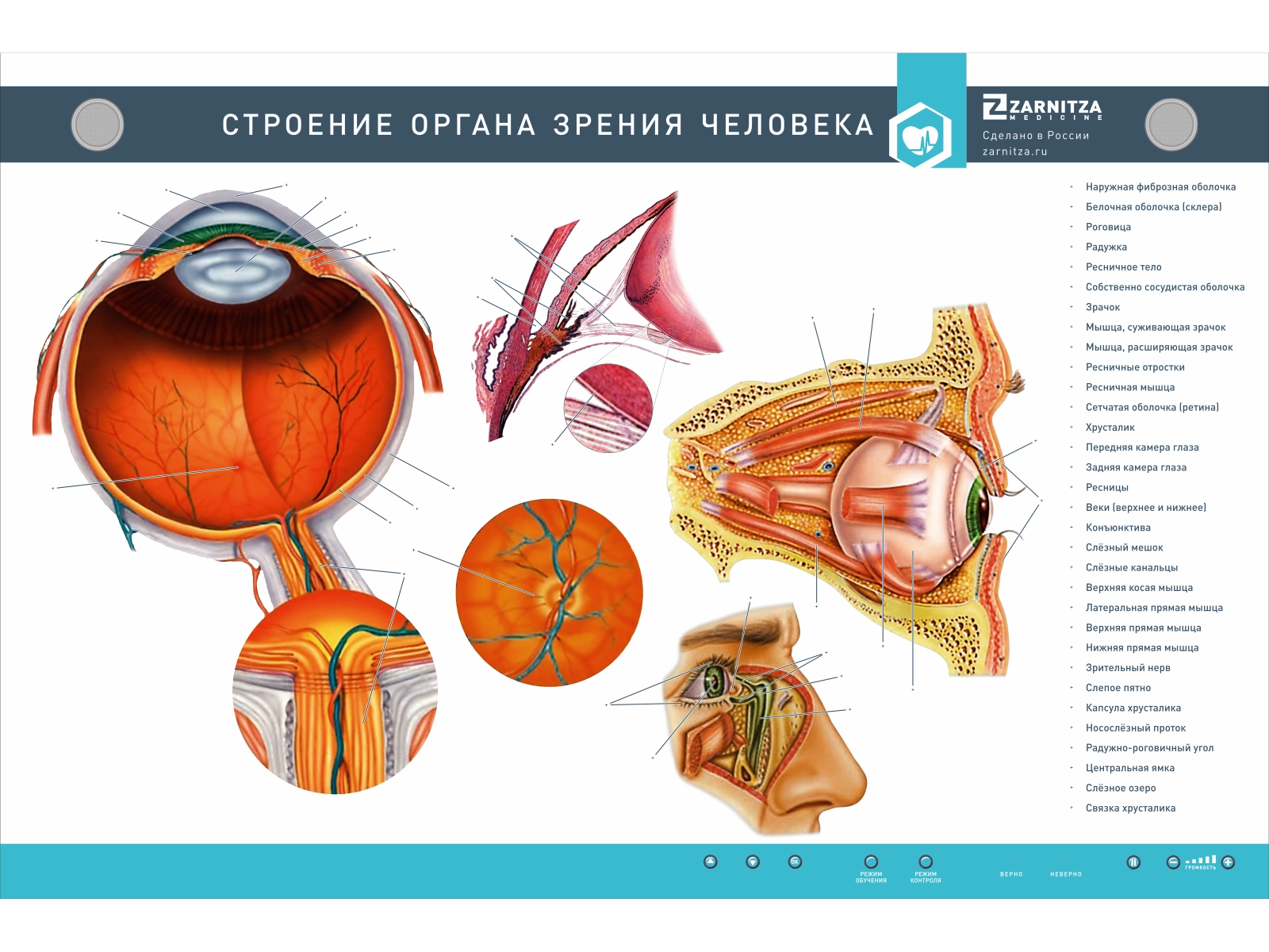 Интерактивный электрифицированный стенд "Строение органа зрения человека" с 3D-макетом